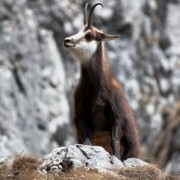 Caccia al Camoscio nella Val Brembana Un solo colpo. Alla ricerca del camoscio nell’Alta Val Brembana.